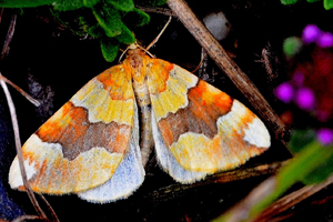 La Cidarie fauve ou Cidaria fulvata Forst.