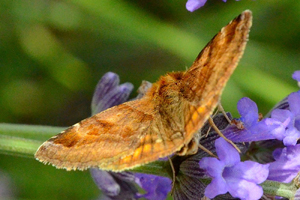 La Doublure jaune ou Euclidia glyphica
