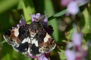 La Funèbre ou Tyta luctuosa