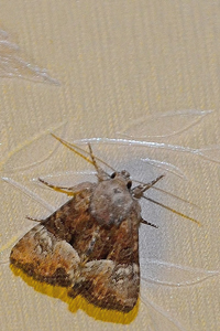 La Noctuelle furoncule ou Mesoligia furuncula D. & S.