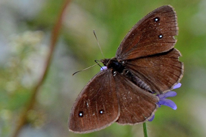 La grande coronide ou Satyrus ferula
