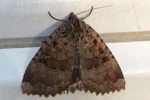 La Maure ou Mormo maura