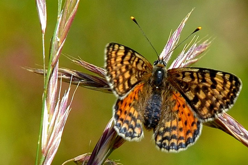 La Mélitée ou melitaea