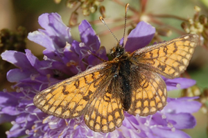 La Mélitée de la gentiane ou Mellicta varia