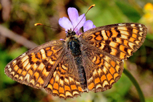 La Mélitée des centaurées ou Melitaea phoebe