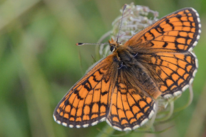 La Mélitée des scabieuses ou Melitaea parthenoides