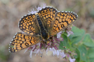 La Mélitée du plantain ou Melitaea cinxia