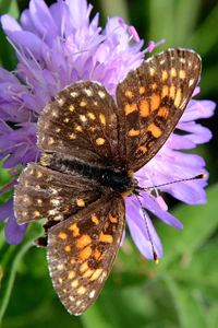 La mélitée noirâtre ou Melitaea diamina