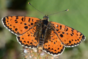 L'Amaryllis ou Melitaea didyma
