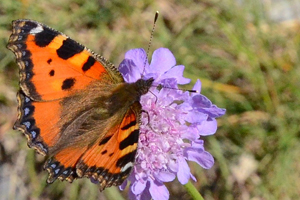 La petite Tortue ou Aglais urticae