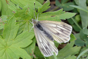 La Piéride de la bryone ou Pieris bryoniae