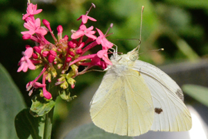 La Piéride de la rave ou pieris rapae