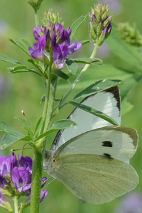 La Piéride du chou ou Pieris brassicae