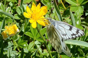 La Piéride du vélar ou Pontia callidice