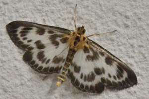 La Pyrale de l'ortie ou Eurrhypara hortulata