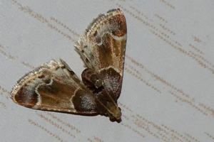 La pyrale de la farine ou Pyralis farinalis