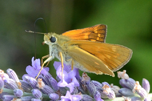 La Sylvaine ou Ochlodes sylvanus