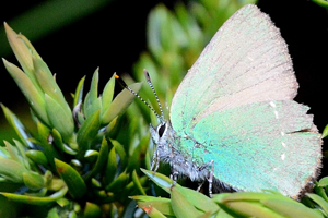La Thécla de la ronce ou Callophrys rubi