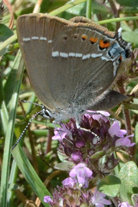 La Thécla des Nerpruns ou Satyrium spini