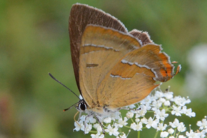 La Thécla du bouleau ou Thecla betulae