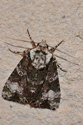 La Troënière ou Craniophora ligustri D. & S.