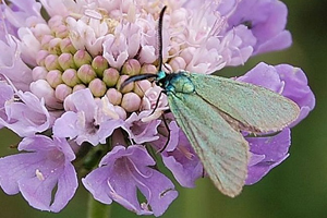 La Turquoise de la globulaire ou Jordanita globulariae Hb