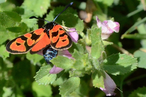 La Zygène de la petite coronille ou Zygaena fausta
