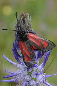La Zygène pourpre ou Zygaena purpuralis