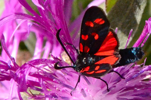 La Zygène transalpine ou Zygaena transalpina Esp.