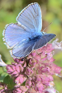Le Bel-Argus ou Polyommatus bellargus