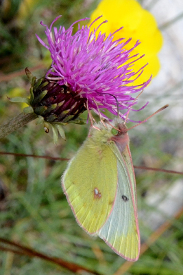 Le Candide ou Colias phicomone