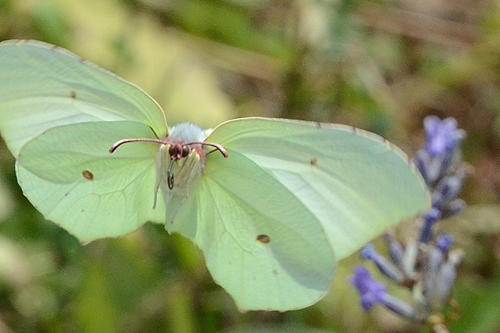 Vol de Citron femelle