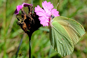 Le Citron de Provence ou Gonepteryx Cleopatra