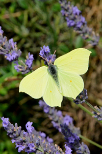 Le Citron ou Gonepteryx rhamni