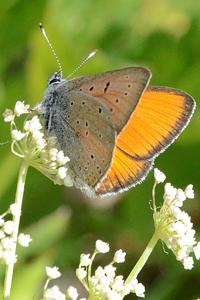 Le Cuivré des marais ou Lycaena dispar