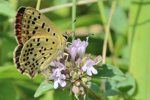 Le Cuivré fuligineux femelle