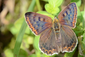 Le Cuivré fuligineux ou Heodes tityrus