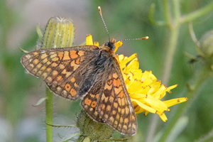 Le Damier de la succise ou Euphydryas aurinia