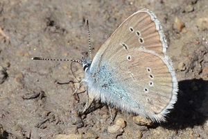 Le Demi-argus ou Polyommatus semiargus