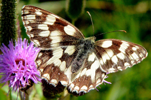 Le demi-deuil ou Mélanargia galathea