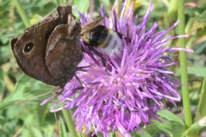 Le Faune ou Hipparchia statilinus