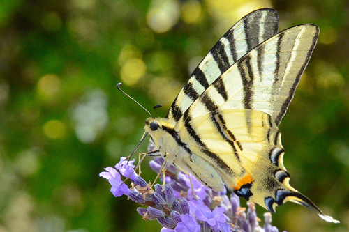 Le Flambé ou Iphiclides podalirius