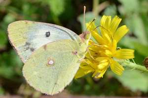 Le fluoré ou Colias alfacariensis