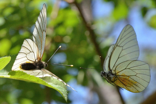 Tentative d'approche entre un gazé femelle (nervures marron) et un gazé mâle (nervures noires)