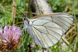 Le Gazé ou Aporia crataegi