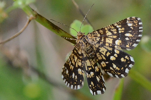 Le Géomètre-à-barreaux