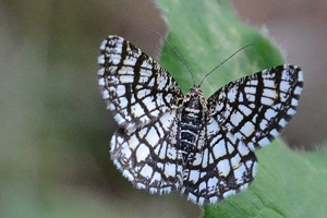 Le Géomètre-à-barreaux ou Chiasmia clathrata