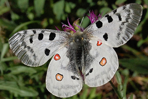 Le Grand Apollon ou Parnassius apollo