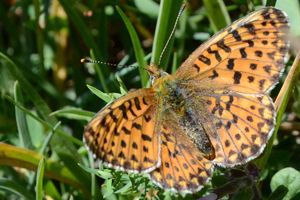 Le grand Collier argenté ou Clossiana euphrosyne