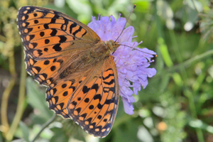 Le grand Nacré ou Argynnis aglaja